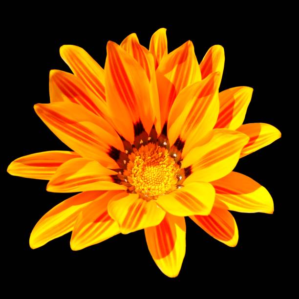 istock Wild Flower in Close-up 1491606020