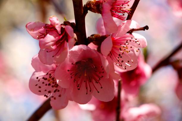 istock Beautiful Blossom Flowers 1491606058