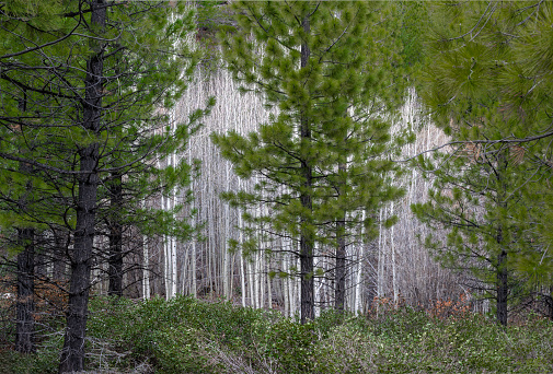 Leafless aspen trees behind stand of Ponderosa pine trees