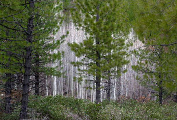 Ponderosa pines trees and aspen tree trunks Leafless aspen trees behind stand of Ponderosa pine trees aspen tree grove tree stand stock pictures, royalty-free photos & images