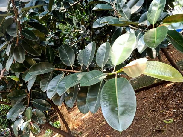 istock Close up of rubber plant 1491610205