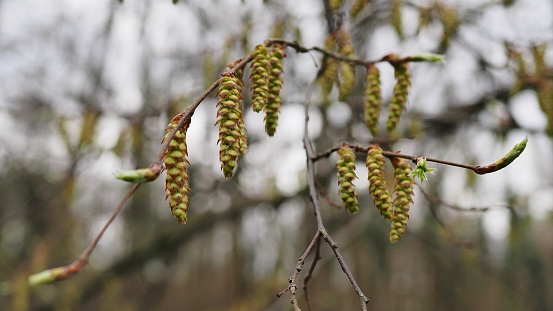 Catkins and beech nuts on a beech tree in autumn at Fowlmere nature reserve.