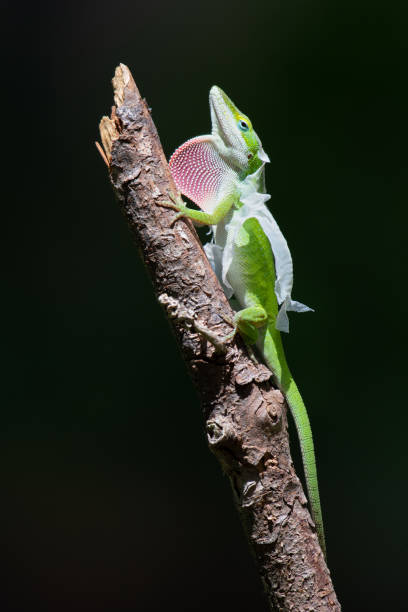 istock A green anole climbing a stick while trying to remove its sheddidng skin. 1491611344