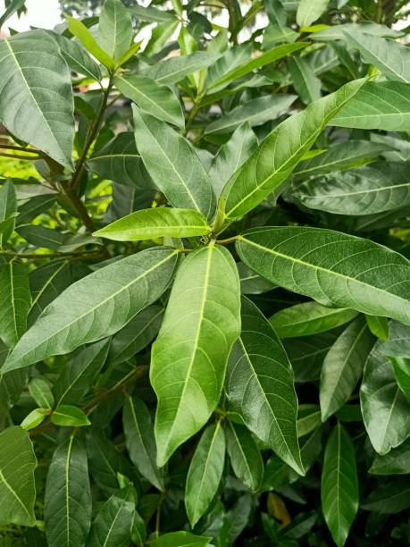 istock Close up of strangler fig plant 1491611402