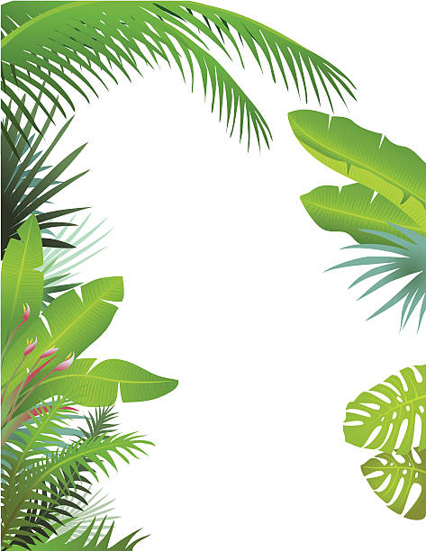 Tropical Border Palms and banana leaves create an overhanging border. For more jungle, view my portfolio. banana leaf stock illustrations