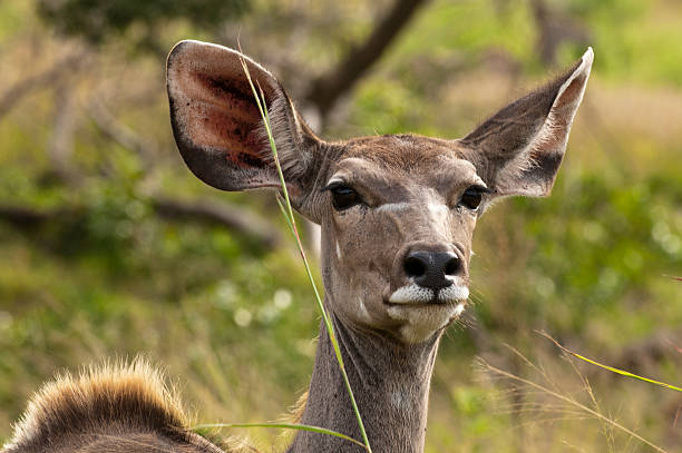 istock Kudu Antelope in South Africa 149161189