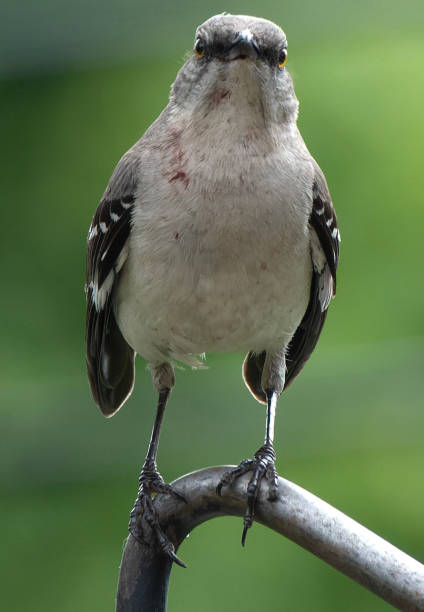 istock Northern Mockingbird on the backyard garden 1491612281