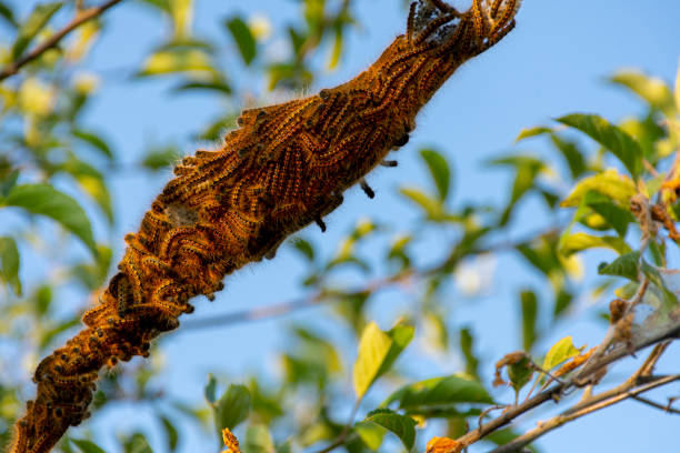 istock Orange and Black Caterpillar Nest 1491614525
