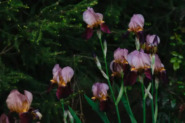 Photo of Full Bloom trend. Shallow depth of field. A few pink and yellow irises are blooming in a flower bed. Fragrant flowers in the spring garden.