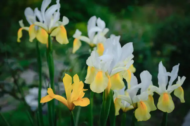 Photo of Full Bloom trend. Shallow depth of field. A few white and yellow irises are blooming in a flower bed. Fragrant flowers in the spring garden.