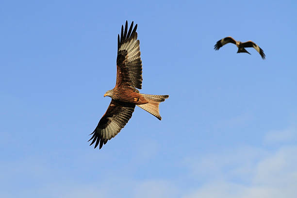 Red Kites In Flight stock photo