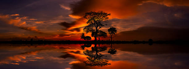 istock Panorama silhouette tree in africa with sunset.Tree silhouetted against a setting sun.Dark tree on open field dramatic sunrise.Typical african sunset with acacia trees in Masai Mara, Kenya 1491618466