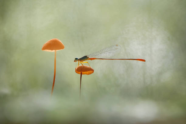 Dragonfly and unique Plants are found on the banks of small rivers flowing behind my house, sometimes when the dragonflies perch appear to be ordinary, but when immortalized will look the real beauty. Beautiful, elegant and extraordinary