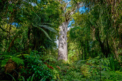 Gaint kauri tree famous tourist point of interest surround by native bush and ferns in Waipoua Forest in Northland.