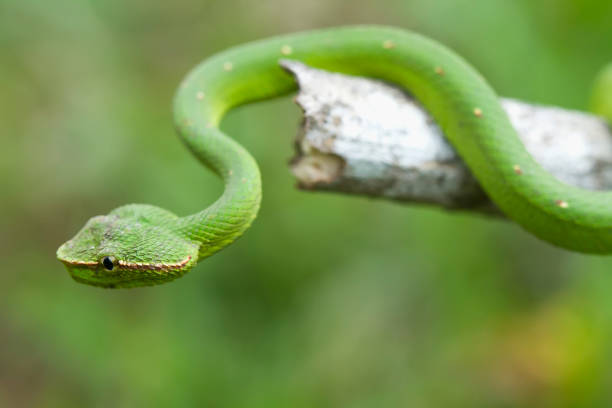 istock Beautiful snake in natural 1491621614