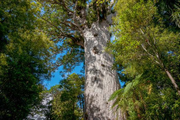 Gaint kauri tree famous tourist point of interest Gaint kauri tree famous tourist point of interest in Waipoua Forest in Northland. waipoua forest stock pictures, royalty-free photos & images