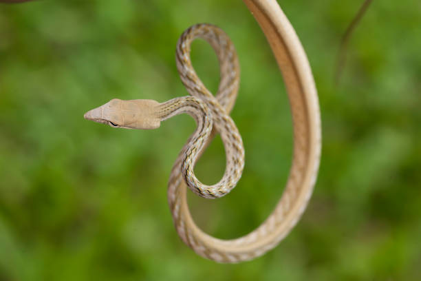 istock Beautiful snake in natural 1491621650