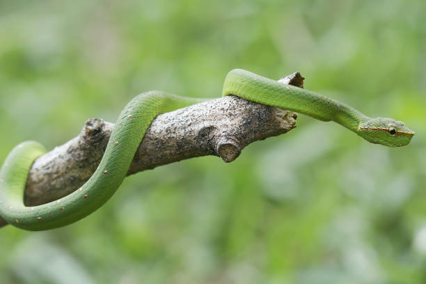 istock Beautiful snake in natural 1491621653