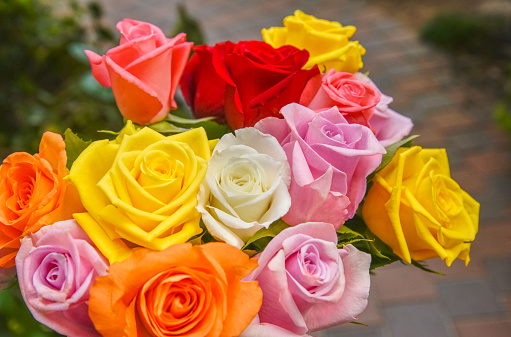 Colorful festive rose flowers.