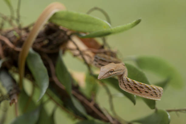 istock Beautiful snake in natural 1491623010