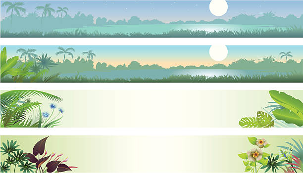 ilustrações de stock, clip art, desenhos animados e ícones de banners tropical - rainforest tropical rainforest forest moonlight