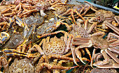 tank is full of living red king crabs and opilio crab