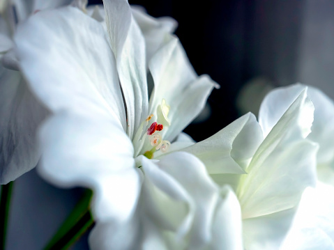 delicate white geranium flower growing in a pot on the windowsill, narrow focus area, macro
