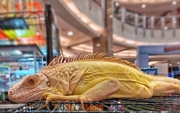 istock An image of exotic iguana albino. 1491628769