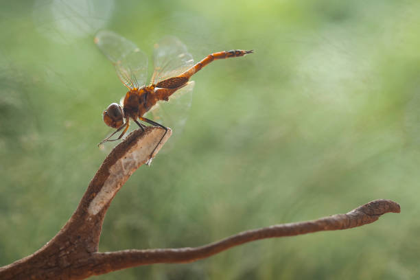 Dragonfly and unique Plants are found on the banks of small rivers flowing behind my house, sometimes when the dragonflies perch appear to be ordinary, but when immortalized will look the real beauty. Beautiful, elegant and extraordinary.