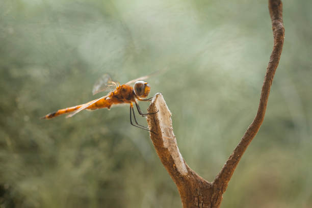 Dragonfly and unique Plants are found on the banks of small rivers flowing behind my house, sometimes when the dragonflies perch appear to be ordinary, but when immortalized will look the real beauty. Beautiful, elegant and extraordinary.
