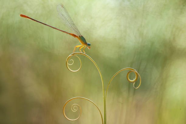 Dragonfly and unique Plants are found on the banks of small rivers flowing behind my house, sometimes when the dragonflies perch appear to be ordinary, but when immortalized will look the real beauty. Beautiful, elegant and extraordinary.