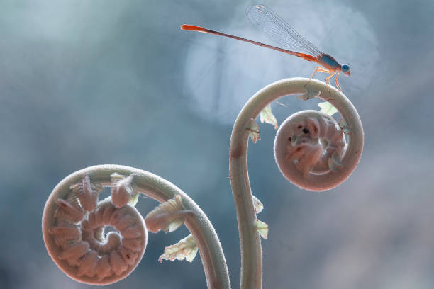 istock Damselfly or Dragonfly and Unique Plants 1491630073
