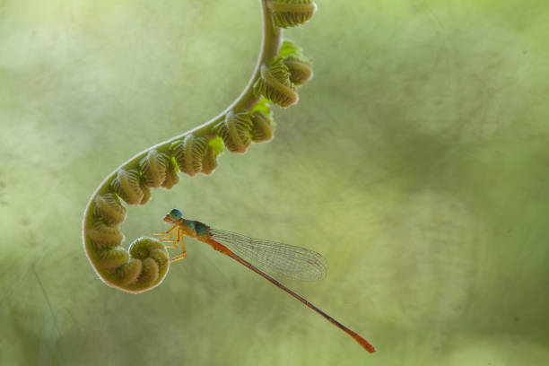 Dragonfly and unique Plants are found on the banks of small rivers flowing behind my house, sometimes when the dragonflies perch appear to be ordinary, but when immortalized will look the real beauty. Beautiful, elegant and extraordinary.
