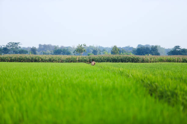 Water Buffalo Grazing in Lush Green Field Under Sunny Sky
