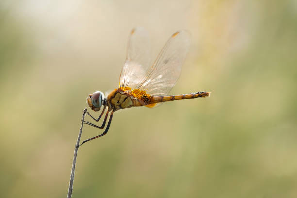 istock Damselfly or Dragonfly and Unique Plants 1491631074