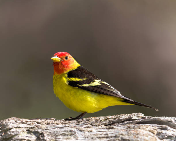 Western Tanager (Piranga ludoviciana) A male Western Tanager perches in the morning light. piranga ludoviciana stock pictures, royalty-free photos & images
