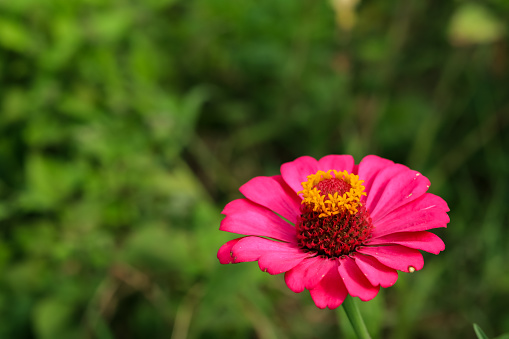 Beautiful flower pink daisy with soft focus of a summer morning in the grass with dew in the sunlight close-up macro. Romantic gentle elegant artistic image, round bokeh, blurred golden background.