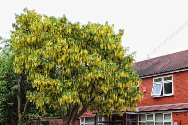 Beauty Laburnum tree Beauty Laburnum tree bright yellow laburnum flowers in garden golden chain tree image stock pictures, royalty-free photos & images