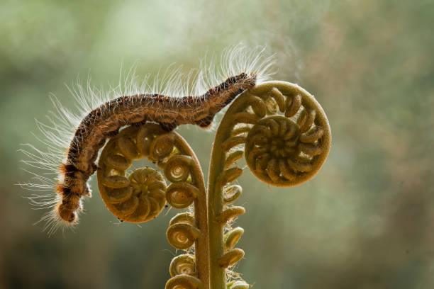 Close up of moss in a rainforest