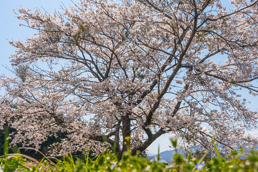 Cherry blossoms in full bloom at the roadside in spring in Japan