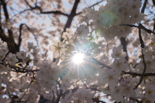 istock Cherry blossoms in full bloom and the sun shining through the foliage 1491634523