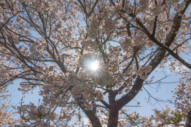 istock Cherry blossoms in full bloom and the sun shining through the foliage 1491634534
