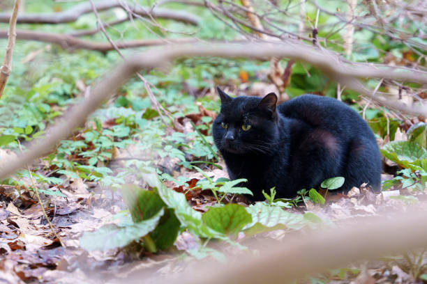 istock Wild black cat glaring in a forest 1491634851