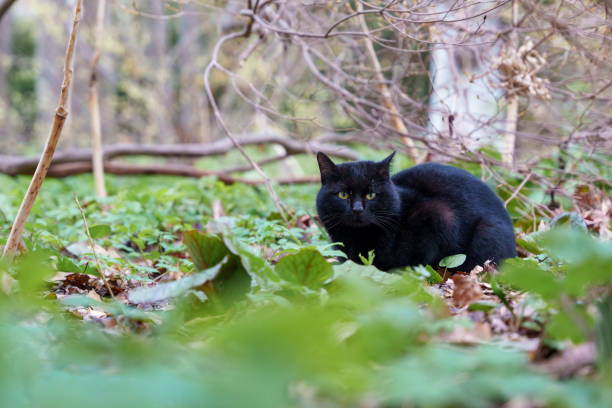 istock Wild black cat glaring in a forest 1491634856