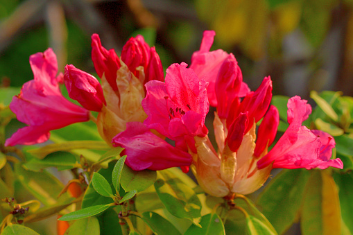 Rhododendron is a popular flowering bush with bright spring blooms. Flower colors include pink, red, violet, yellow and white, depending on species and variety. It is evergreen, although a few varieties are deciduous.