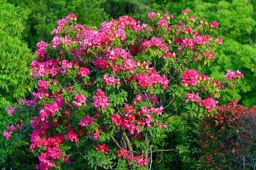 Rhododendron is a popular flowering bush with bright spring blooms. Flower colors include pink, red, violet, yellow and white, depending on species and variety. It is evergreen, although a few varieties are deciduous.