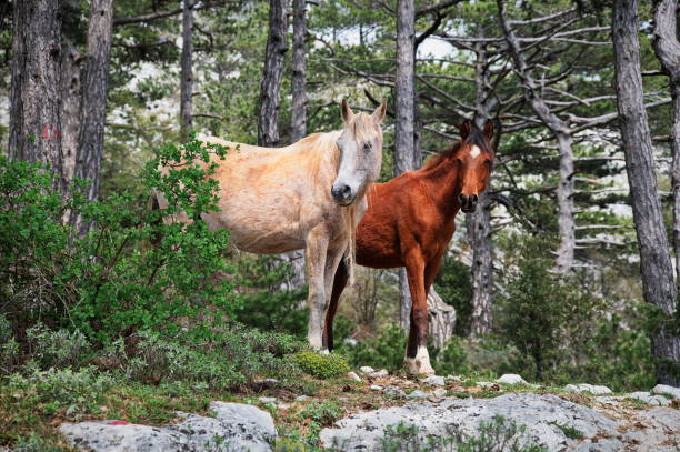 Two horses standing in the forest on the edge of a rock