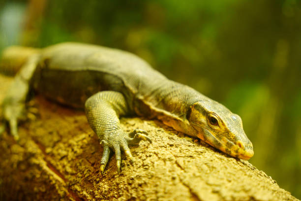 istock Monitor lizard/iguana resting on a tree at the zoo 1491636555