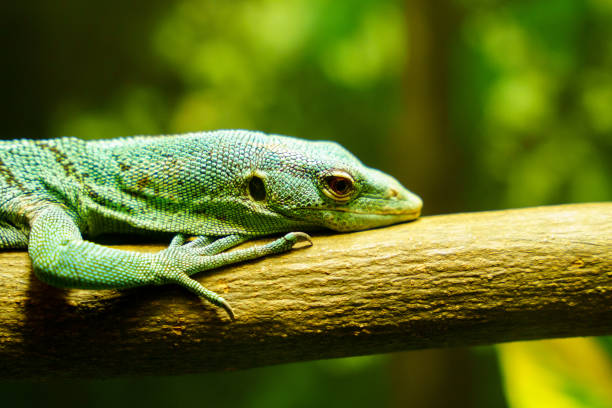 istock Monitor lizard/iguana resting on a tree at the zoo 1491636561