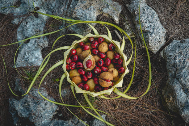 istock Nutmeg from Banda Island, Maluku 1491639491